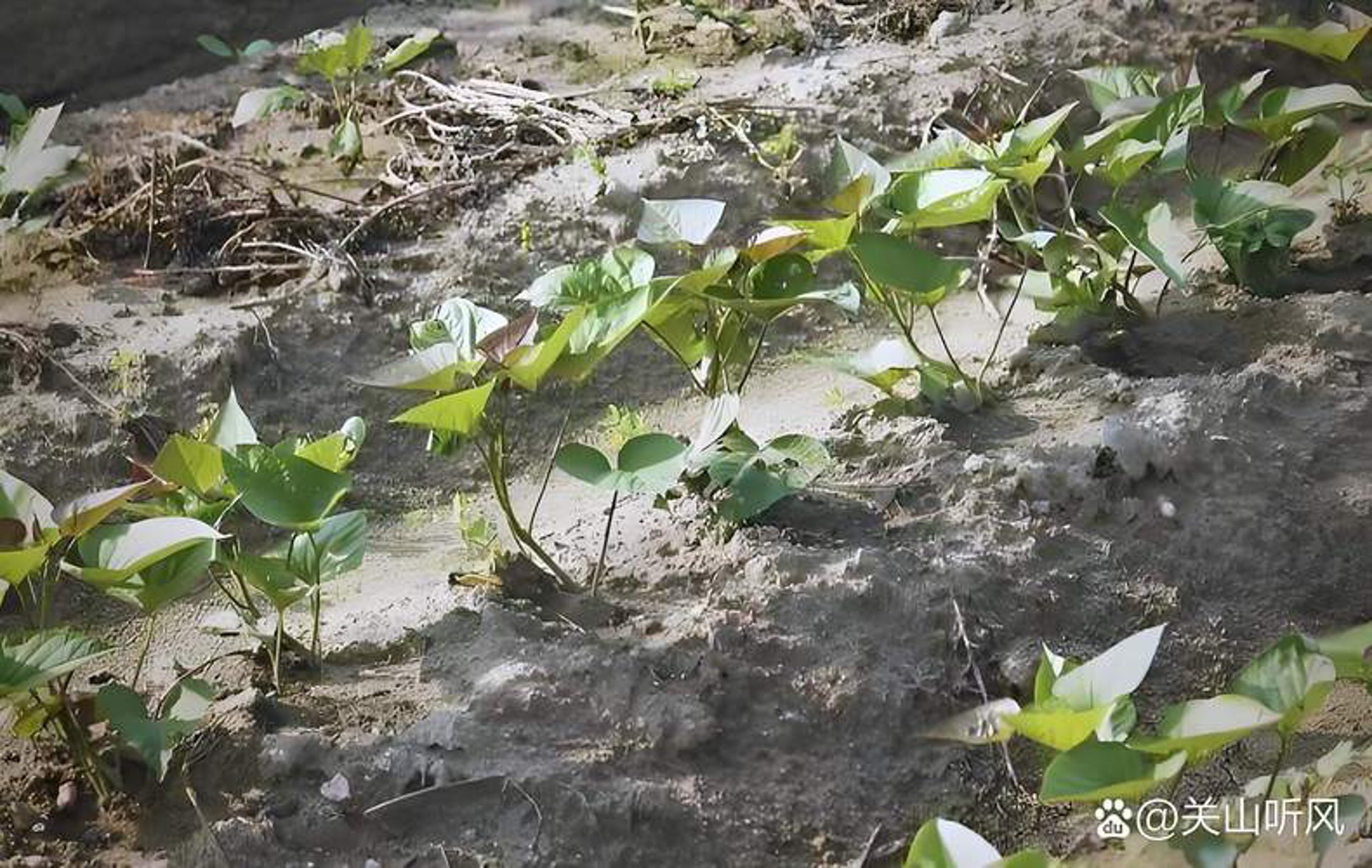 大渊生物科技